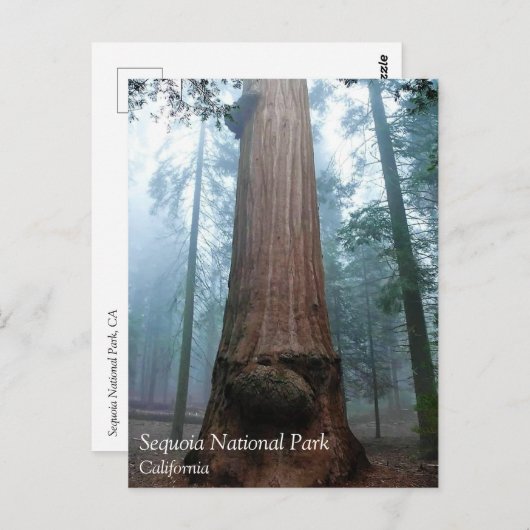 Arbre de séquoia géant à Grant Grove, CA Carte pos (Devant / Derrière)