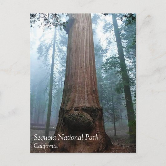 Arbre de séquoia géant à Grant Grove, CA Carte pos (Devant)