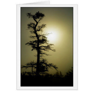 Arbre de sommet