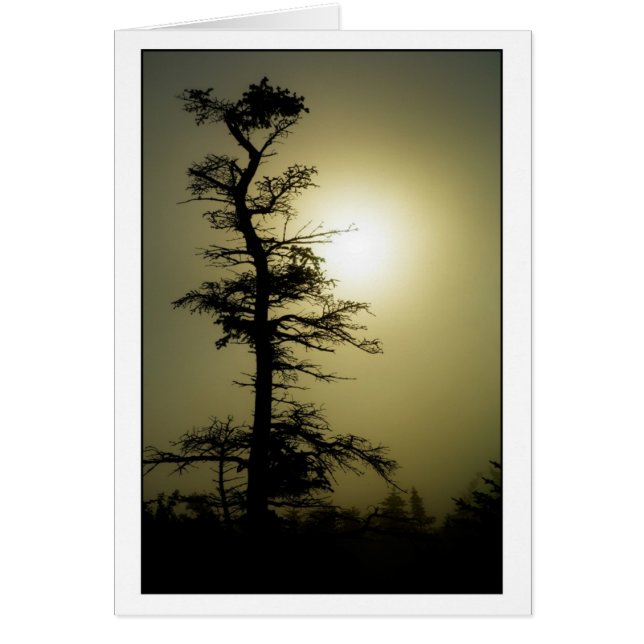 Arbre de sommet (Devant)