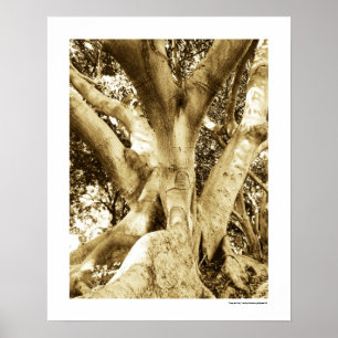 Arbre de vie 16 x 20 Poster rétro Beige Vintage