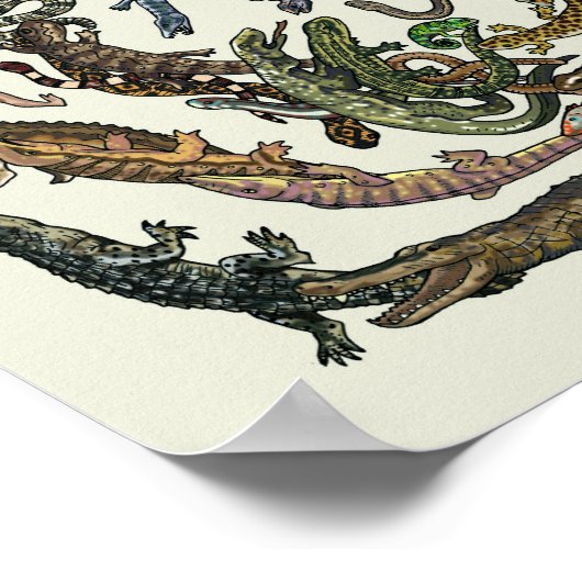 Arbre de vie - Poster de l'évolution - Couleur (Coin)