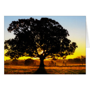 Arbre du matin