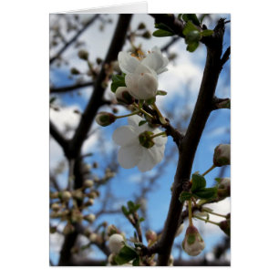 Arbre en fleurs