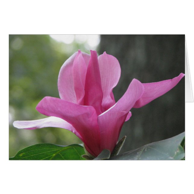 Arbre en floraison (Devant horizontal)