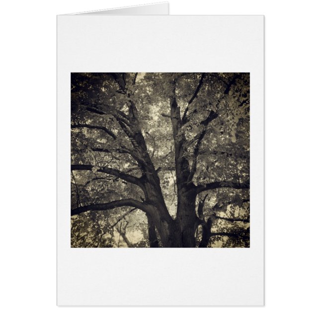 Arbre fourré (Devant)