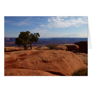 Arbre hors des rochers rouges I à Canyonlands