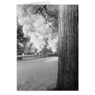 Arbre infrarouge