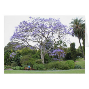 Arbre Jacaranda