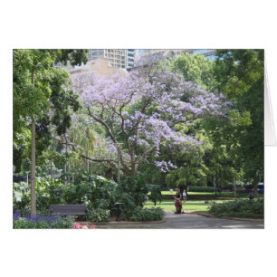 Arbre Jacaranda