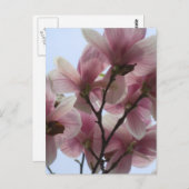 Arbre Magnolia en fleurs Carte postale (Devant / Derrière)