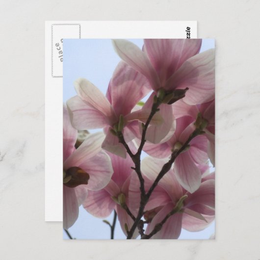 Arbre Magnolia en fleurs Carte postale (Devant / Derrière)