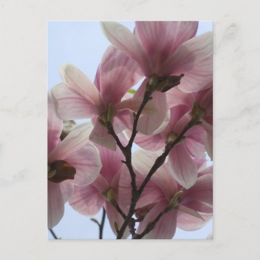 Arbre Magnolia en fleurs Carte postale (Devant)