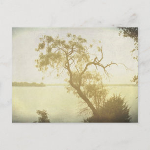 Arbre Mesquite à Cedar Hill carte postale