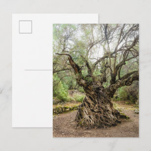 Arbre Olive Mitera à Corfou Carte Postale (sans te