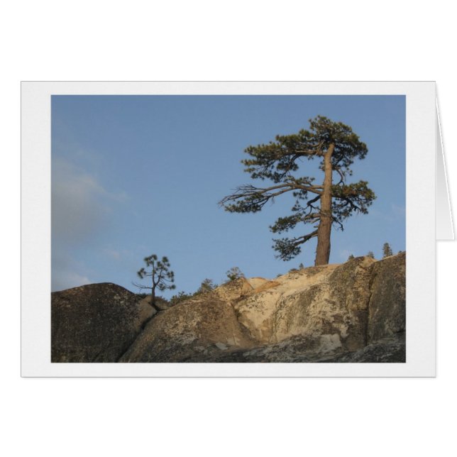 Arbre sur Ridge à l'est de débouché de lac Kibbie (Devant horizontal)