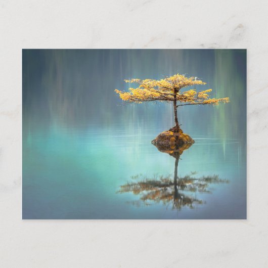 ARBRE SUR UNE CARTE POSTALE (Devant)