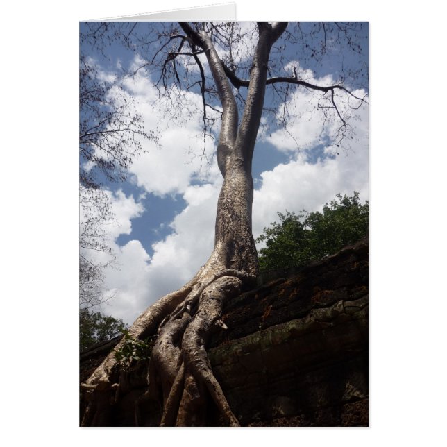 arbre ta prohm (Devant)