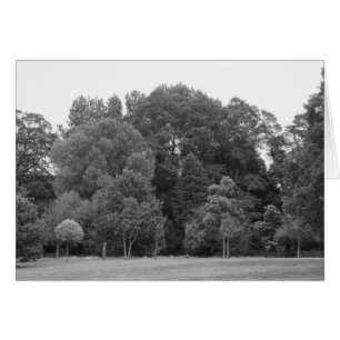 Arbres à Bute Park, Cardiff - BW