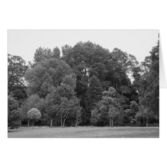 Arbres à Bute Park, Cardiff - BW (Devant horizontal)