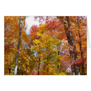 Arbres automnes oranges et jaunes Photographie d'a