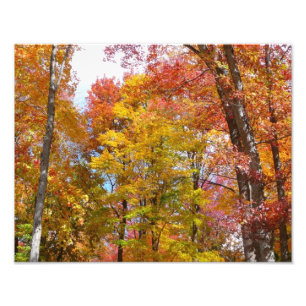 Arbres automnes oranges et jaunes Photographie d'a