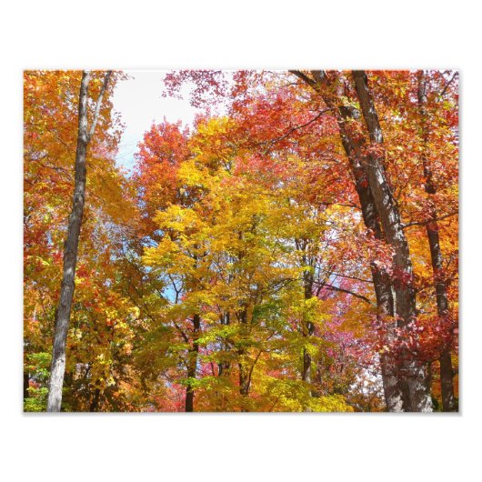 Arbres automnes oranges et jaunes Photographie d'a (Devant)