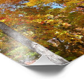 Arbres automnes oranges et jaunes Photographie d'a (Coin)