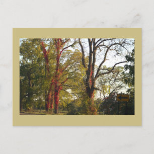 Arbres avec carte postale rouge Ivy