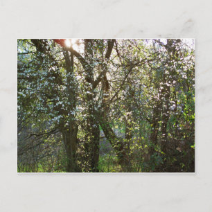 Arbres avec fleurs de printemps Carte postale