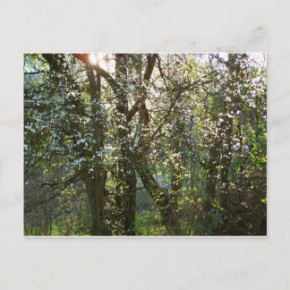 Arbres avec fleurs de printemps Carte postale