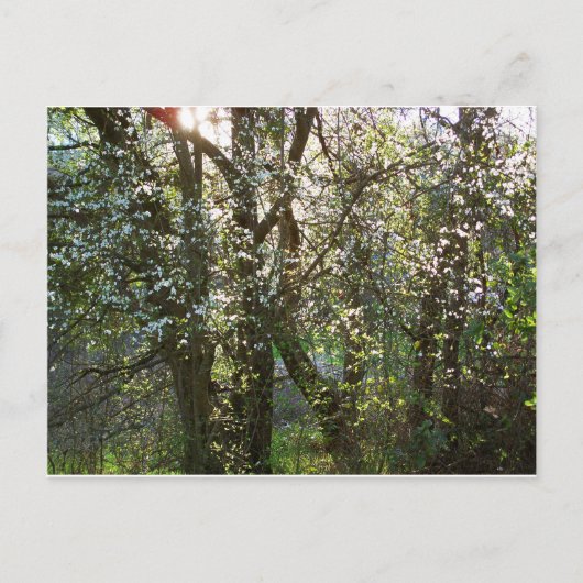 Arbres avec fleurs de printemps Carte postale (Devant)