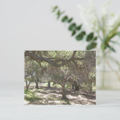 Arbres - carte postale (Debout devant)