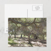 Arbres - carte postale (Devant / Derrière)