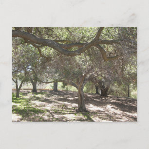 Arbres - carte postale