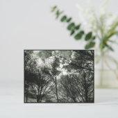 Arbres | Carte postale (Debout devant)