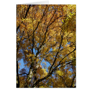 Arbres colorés en automne