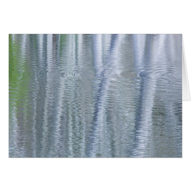 Arbres d'Alder| Île Bainbridge, WA (Devant horizontal)