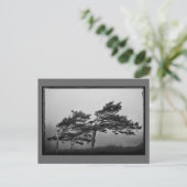 arbres dans la carte postale au vent (Debout devant)