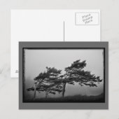 arbres dans la carte postale au vent (Devant / Derrière)
