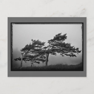 arbres dans la carte postale au vent
