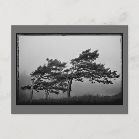 arbres dans la carte postale au vent (Devant)