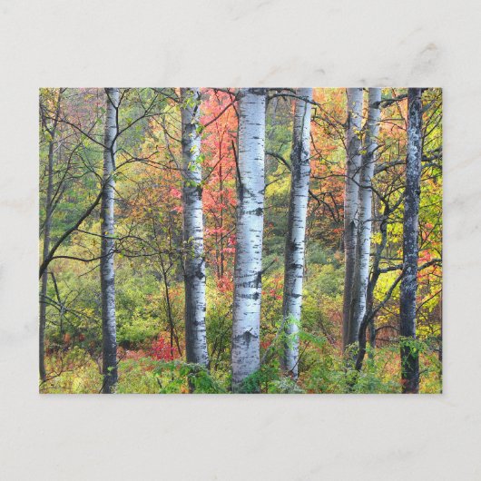 Arbres d'Aspen dans la carte postale d'automne (Devant)