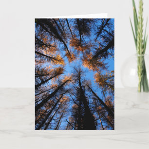 Arbres d'automne au coucher du soleil carte de voe
