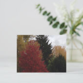 Arbres d'automne colorés Photo Cartes postales (Debout devant)