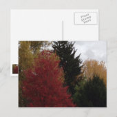 Arbres d'automne colorés Photo Cartes postales (Devant / Derrière)
