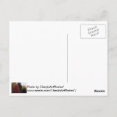 Arbres d'automne colorés Photo Cartes postales (Dos)