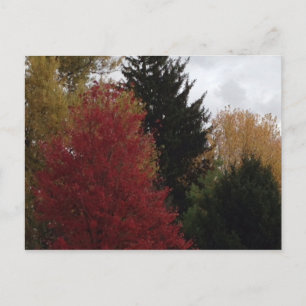 Arbres d'automne colorés Photo Cartes postales