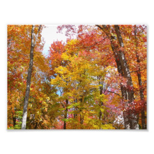 Arbres d'automne orange et jaune Photographie d'au