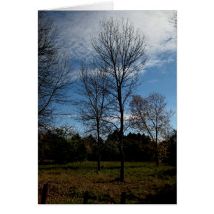 Arbres de Blank_Ontario